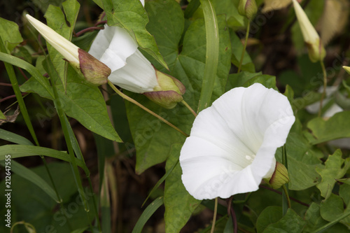 Bindweed or convolvulus, a vine or weed photo