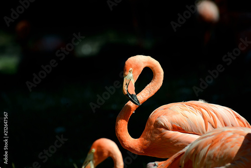 Flamingos im Tierpark © R+R
