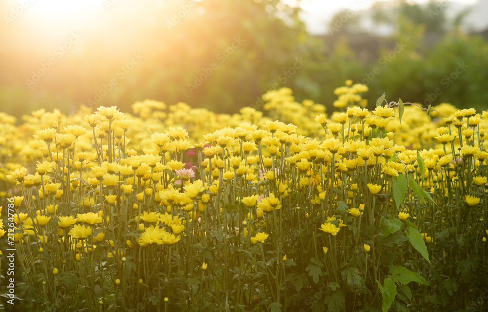 Obraz premium Background of yellow flowers