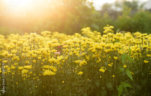 Background of yellow flowers