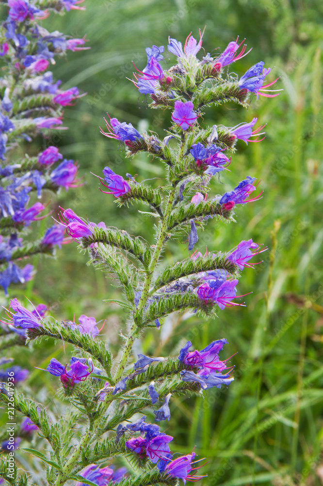 Obraz premium The vivid blue flowers of Viper's bugloss, also known as Blueweed, a beautiful wildflower