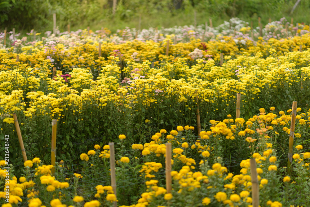 Fototapeta premium Background of yellow flowers