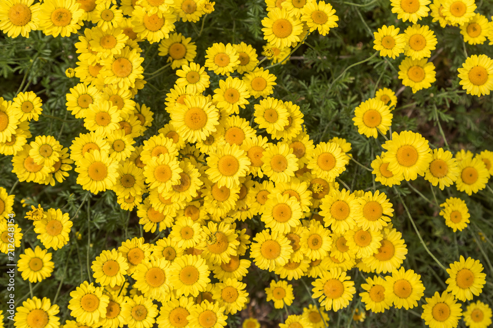 Yellow daisies, summer flowers Yellow daisies, summer flowers