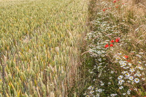 Wild flowers and wheat field in summer