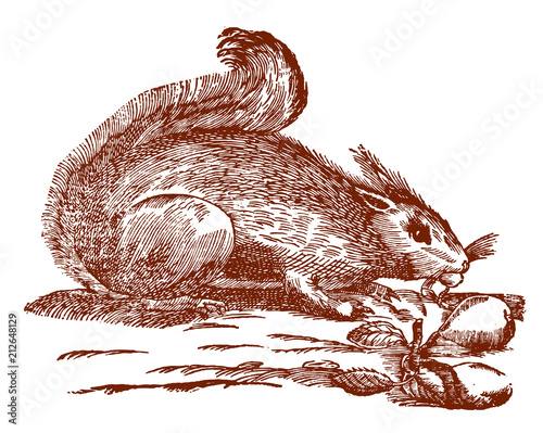 Nibbling red squirrel (sciurus vulgaris) in side view. Illustration after a historical woodcut engraving from the 17th century