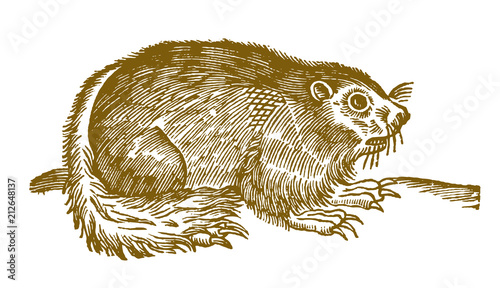 Alpine marmot (marmota marmota) with long claws. Illustration after a historical woodcut engraving from the 17th century
