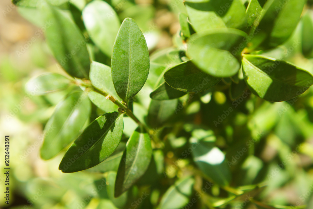 Fototapeta premium bush boxwood, green bush decorative, for landscape design