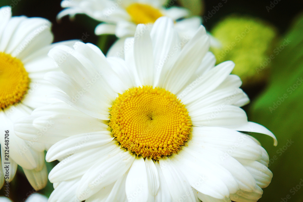 Obraz premium white big flower chamomile, flowers chamomile close-up, yellow middle white petals, close-up