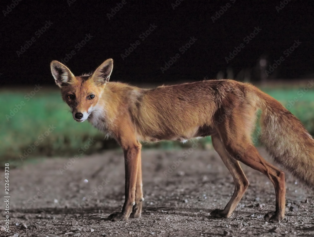 Red fox comes to the city at night Red fox comes to the city at night