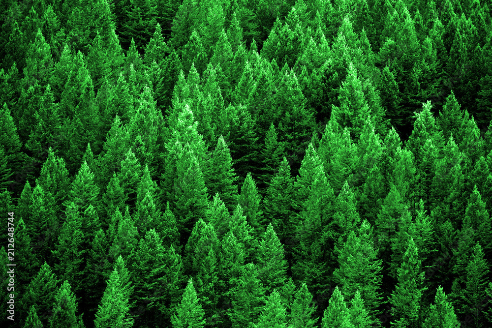 Pine Forest in Wilderness Mountains - obrazy, fototapety, plakaty 
