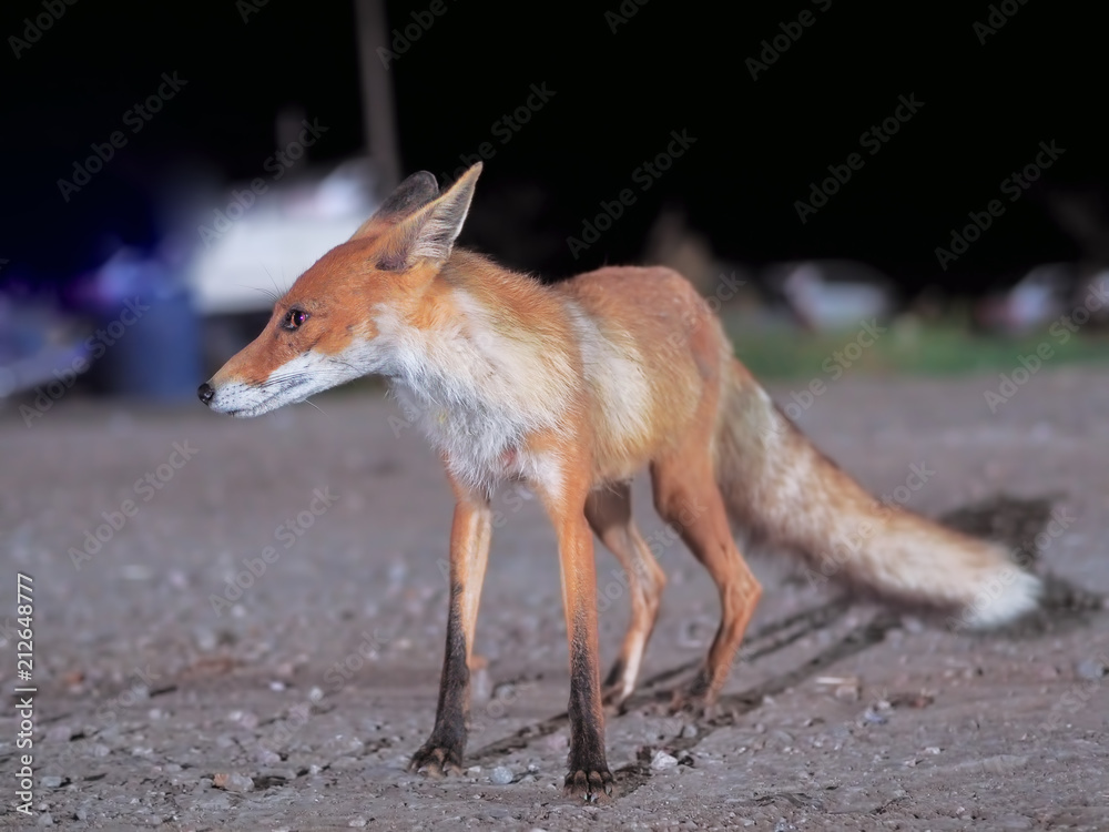 Red fox comes to the city at night