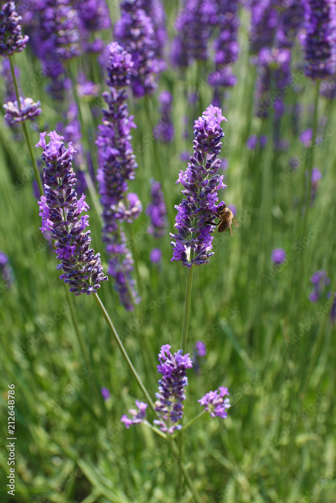 Obraz premium LAVANDES