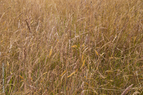 Dry meadow grass