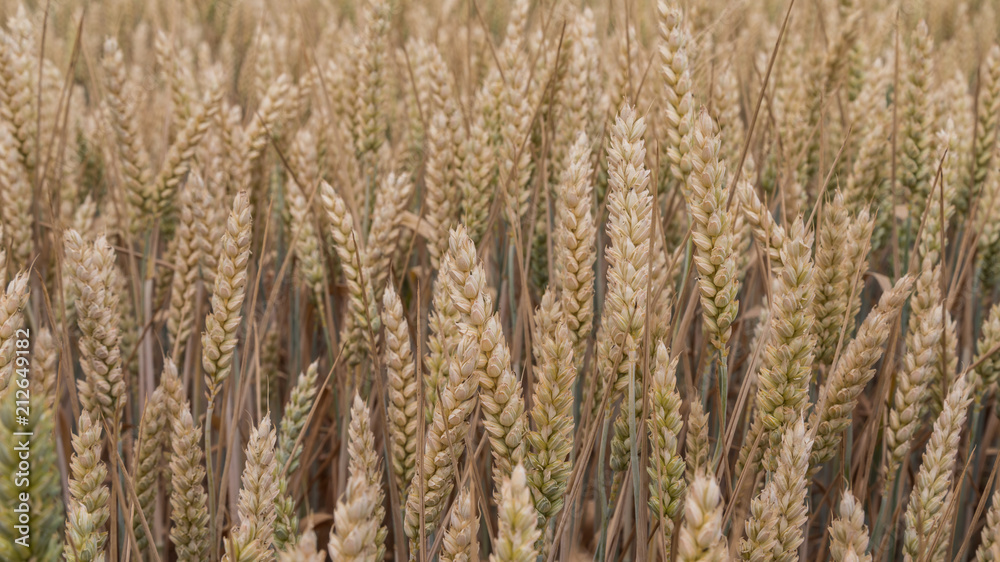 A field of wheat A field of wheat