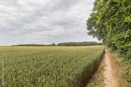 Public footpath through a field of wheat