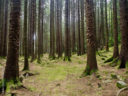 Wallpaper Mural Forêt irlandaise Torontodigital.ca