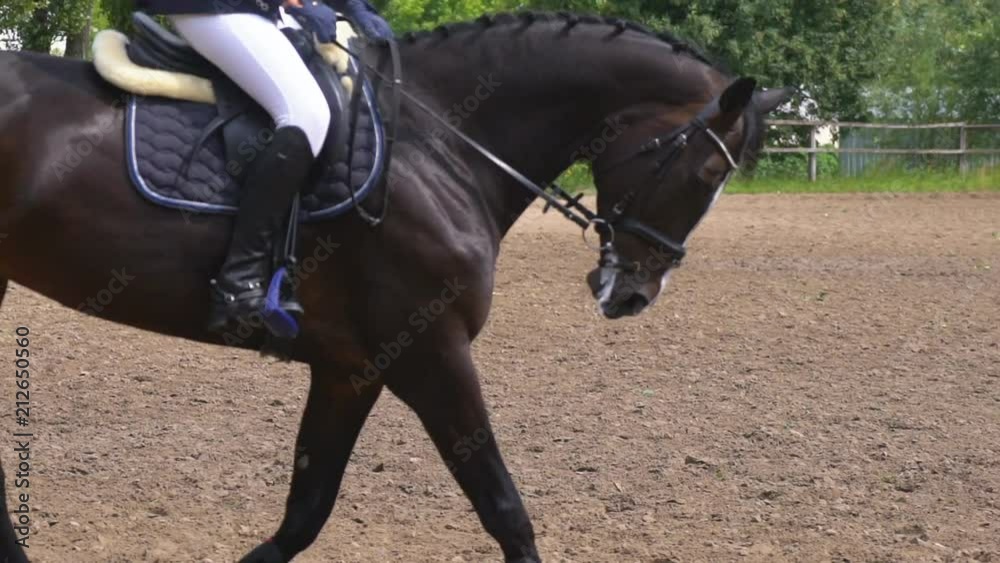 a thoroughbred stallion runs across the field. a horseman rides a horse in the rider's riding. sunny day. slow-motion HD a thoroughbred stallion runs across the field. a horseman rides a horse in the rider's riding. sunny day. slow-motion HD