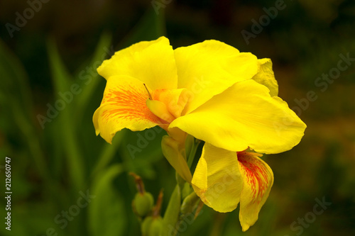 beautiful yellow flower close up
