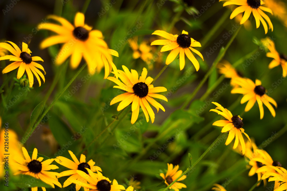 natural backdrop with closeup yellow flowers natural backdrop with closeup yellow flowers
