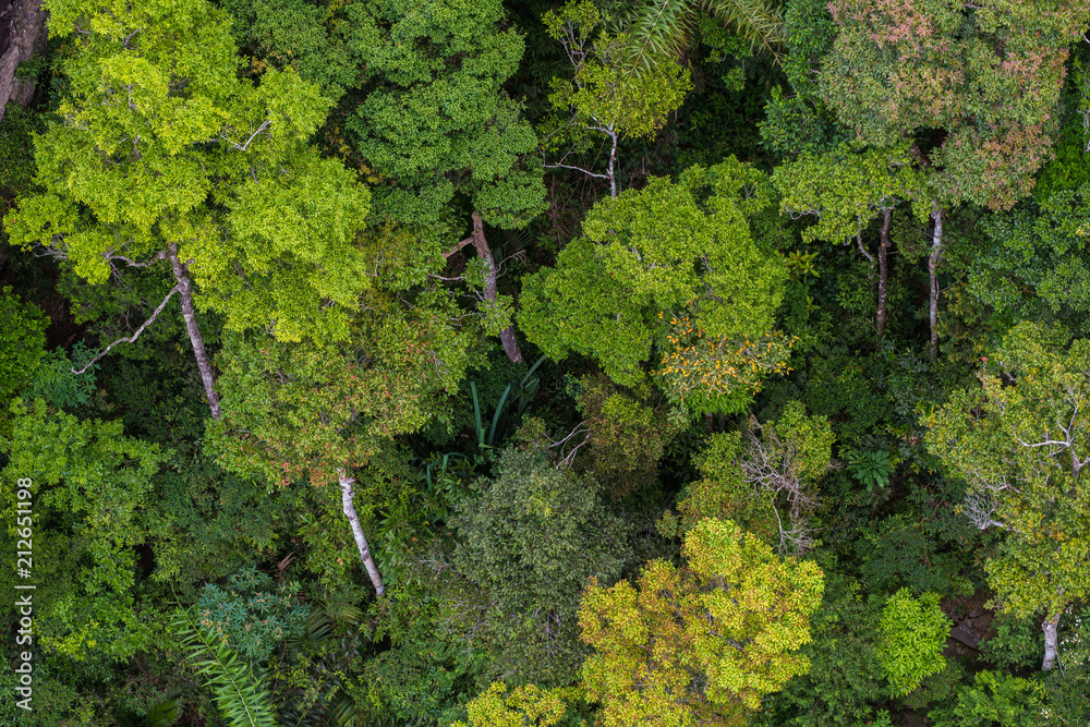 Naklejka premium Perfect green and dense tropical rainforest.