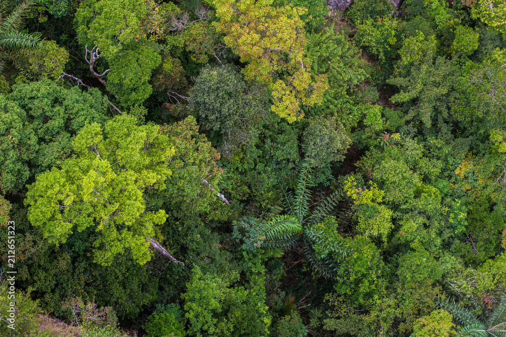 Perfect green and dense tropical rainforest. Perfect green and dense tropical rainforest.