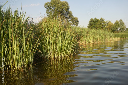 the pond of the plant