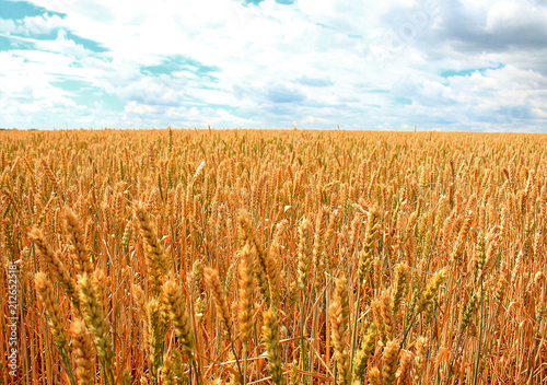 Wheat field on a background of white clouds and a blue sky