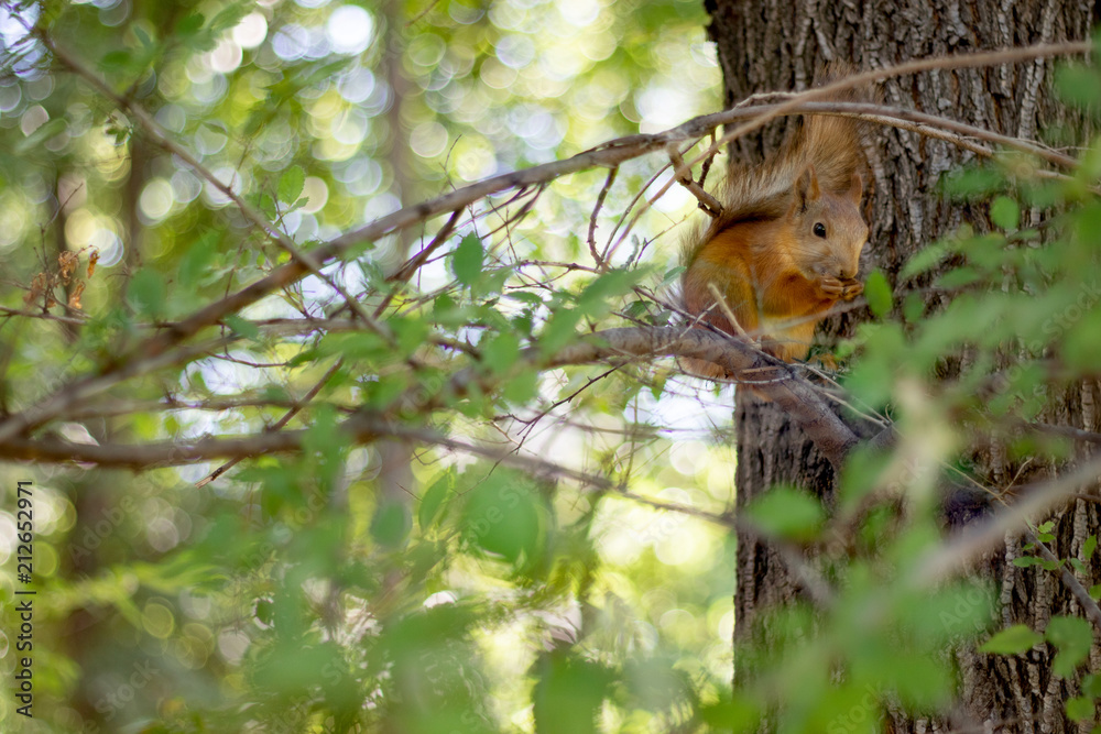 Red bush squirrel sitting on a tree and eating at a local city park or forest, sunny summer day