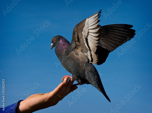 Pigeon in hand © John