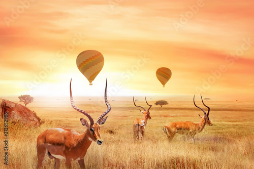 Group of african antelopes in the African savanna against a beautiful sunset and air balloons.  African fantastic landscape. Flight over the African savannah in the Serengeti National Park. photo