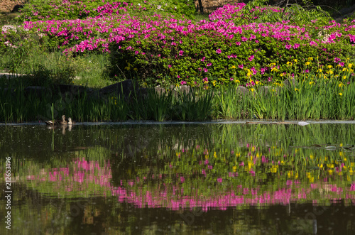 カルガモのいる池とツツジの咲く風景
