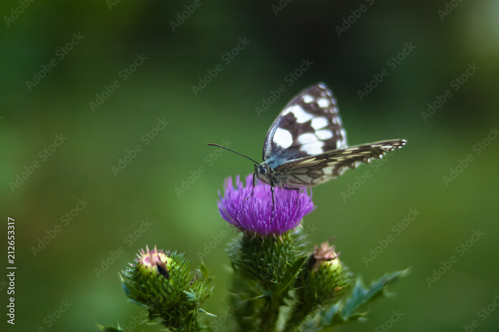 white butterfly on purple flower