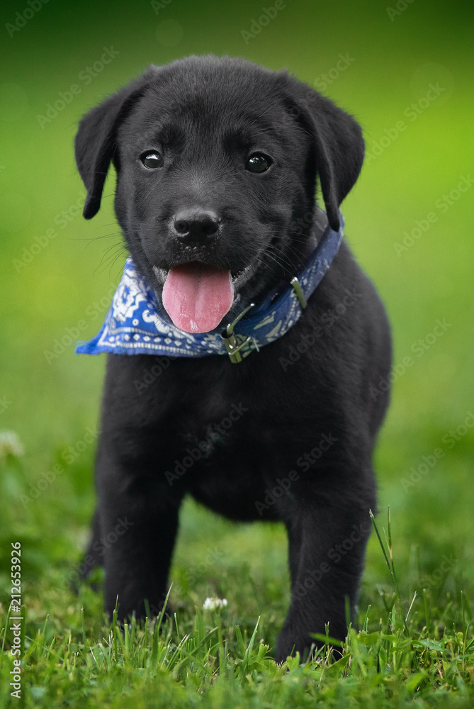 Puppy with blue collar in grass