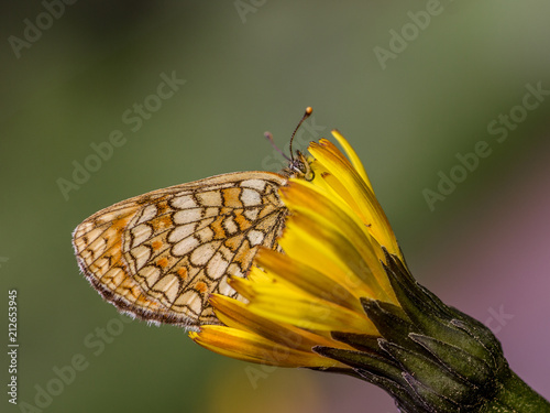 Melitaea photo