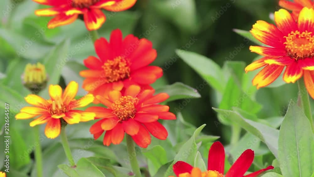 yellow and orange zinnia yellow and orange zinnia