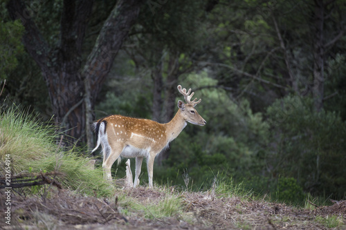 Deer (Cervus dama) in the wild. wildlife and animal photo.