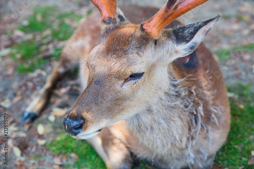 deer in Nara Koen Park photo