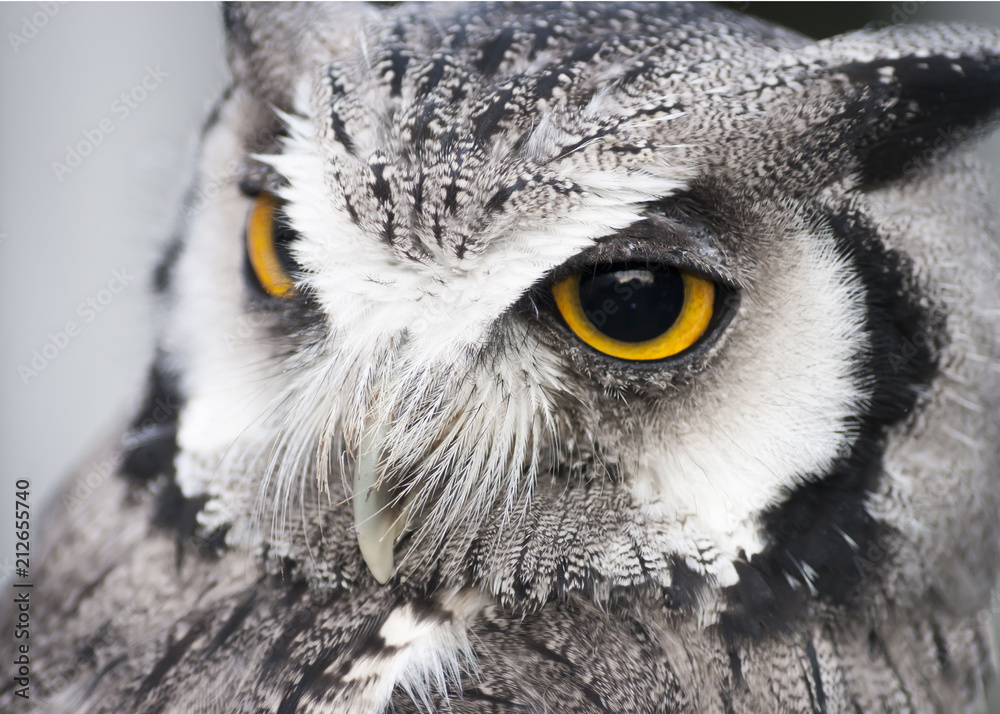 Naklejka premium Eagle Owl