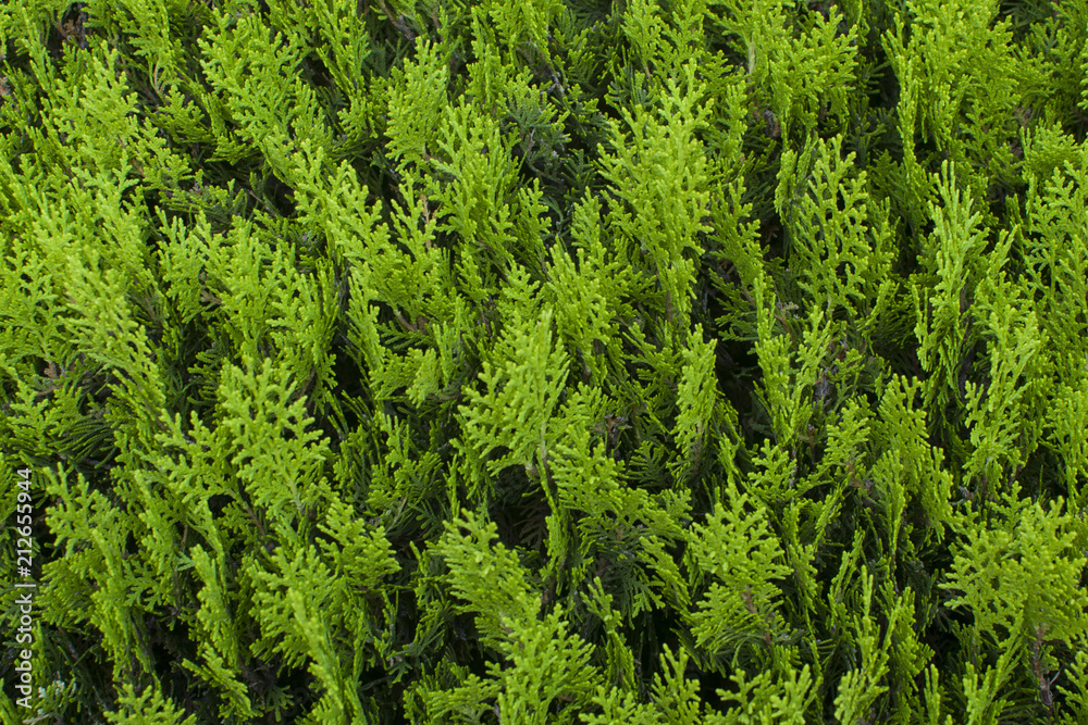 background with cypress leaves (textured) background with cypress leaves (textured)