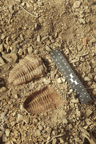 Trilobite fossil found on ground in cambrian rocky sediments © Couperfield