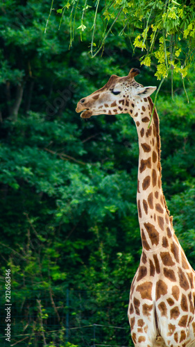 Giraffe © Markus Pirker