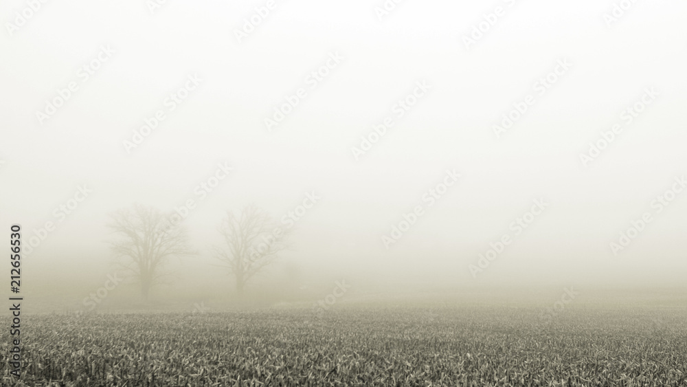 Εκτύπωση καμβά Dual oak trees enjoying the foggy day behind the corn field