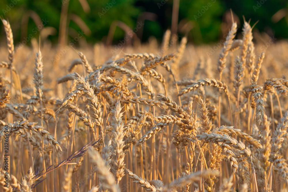 Weizenfald im Sommer