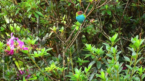Bay-headed tanager in the tropical bushes photo
