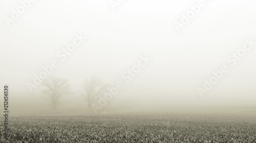 Dual oak trees enjoying the foggy day behind the corn field