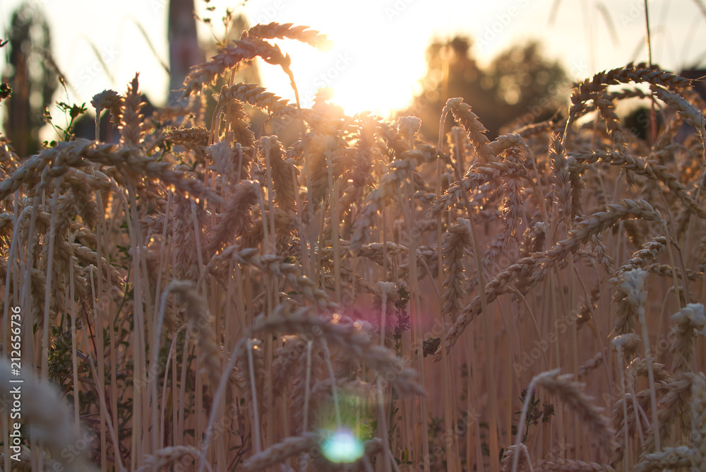 Weizenfald im Sommer