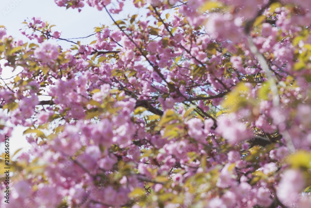 Spring. Spring.