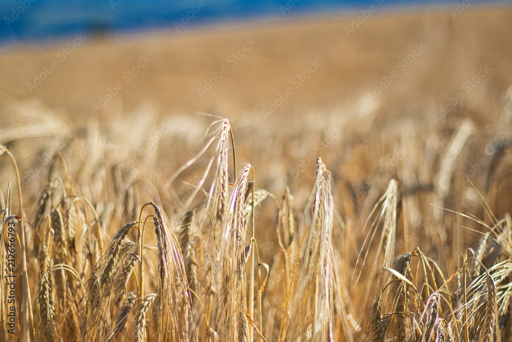 Weizenfald im Sommer