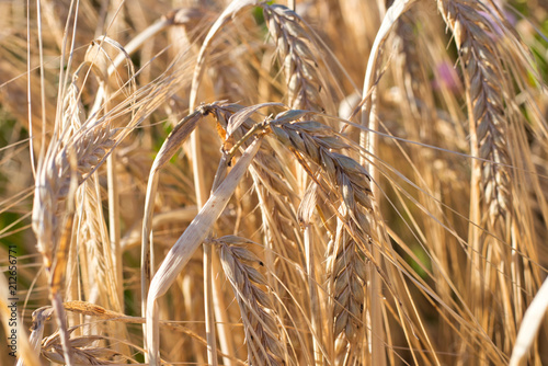 Weizenfald im Sommer