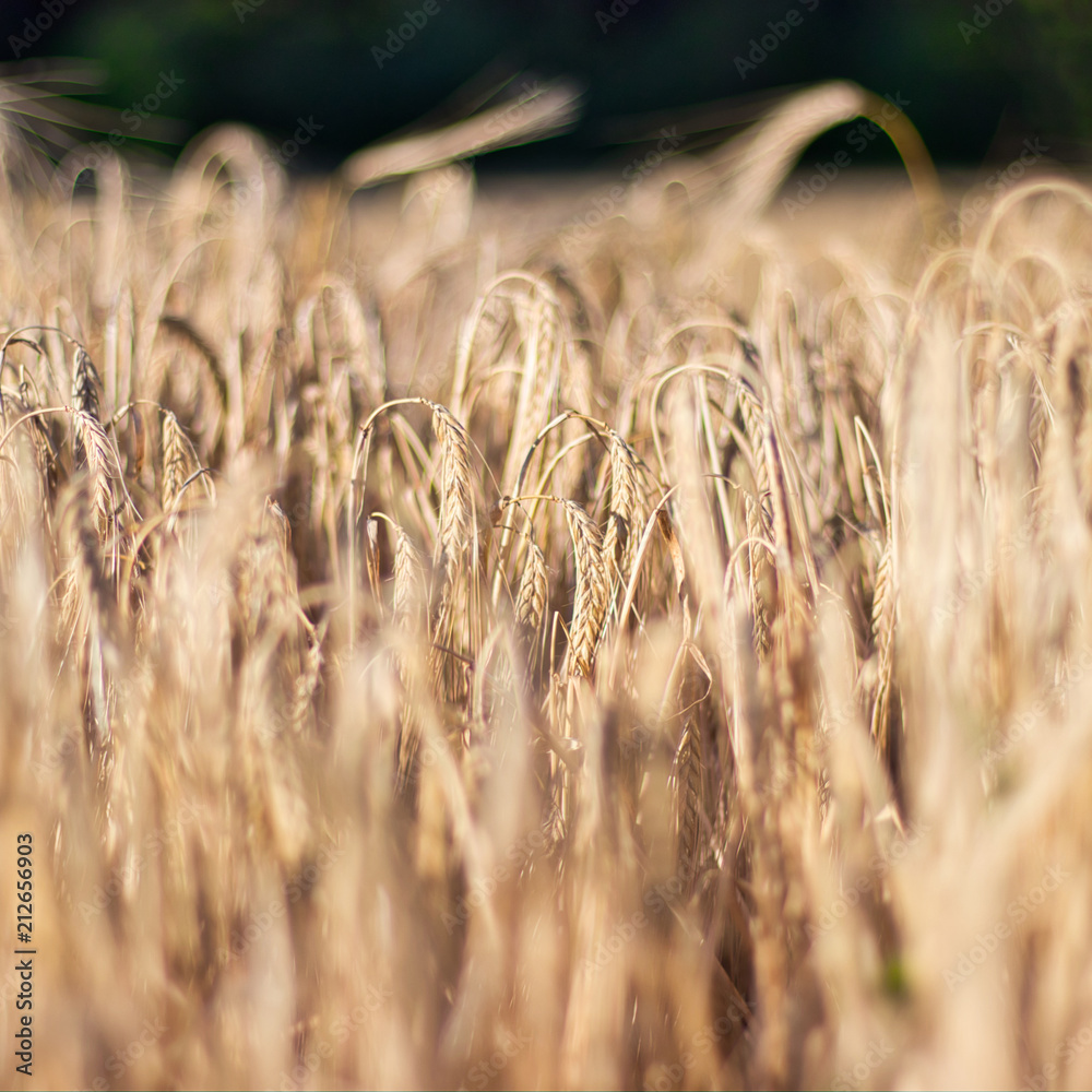 Weizenfald im Sommer